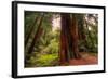 Welcome to Muir Woods 4-Vincent James-Framed Photographic Print