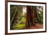 Welcome to Muir Woods 4-Vincent James-Framed Photographic Print