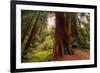 Welcome to Muir Woods 4-Vincent James-Framed Photographic Print