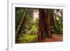 Welcome to Muir Woods 4-Vincent James-Framed Photographic Print