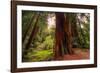 Welcome to Muir Woods 4-Vincent James-Framed Photographic Print