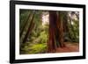 Welcome to Muir Woods 4-Vincent James-Framed Photographic Print