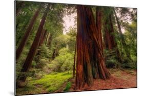 Welcome to Muir Woods 4-Vincent James-Mounted Photographic Print