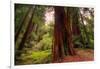 Welcome to Muir Woods 4-Vincent James-Framed Photographic Print