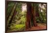 Welcome to Muir Woods 4-Vincent James-Framed Photographic Print