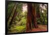 Welcome to Muir Woods 4-Vincent James-Framed Photographic Print