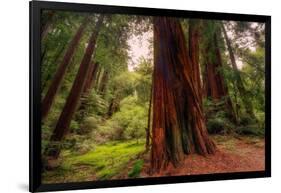 Welcome to Muir Woods 4-Vincent James-Framed Photographic Print