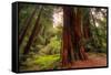 Welcome to Muir Woods 4-Vincent James-Framed Stretched Canvas