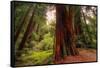Welcome to Muir Woods 4-Vincent James-Framed Stretched Canvas