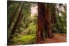 Welcome to Muir Woods 4-Vincent James-Stretched Canvas