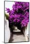 Welcome to Portugal Collection - Flowery Staircase-Philippe Hugonnard-Mounted Photographic Print