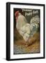 Well-Fed Cock-null-Framed Art Print