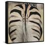 Well-groomed butt end of a Burchell's Zebra, Etosha National Park, Namibia.-Brenda Tharp-Framed Stretched Canvas