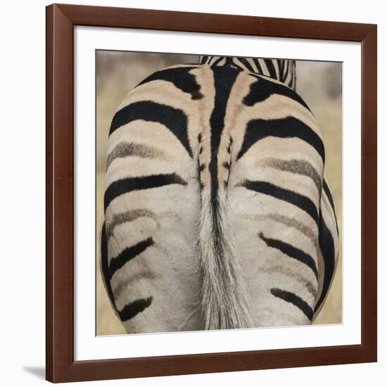 Well-groomed butt end of a Burchell's Zebra, Etosha National Park, Namibia.-Brenda Tharp-Framed Photographic Print