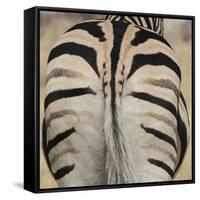 Well-groomed butt end of a Burchell's Zebra, Etosha National Park, Namibia.-Brenda Tharp-Framed Stretched Canvas