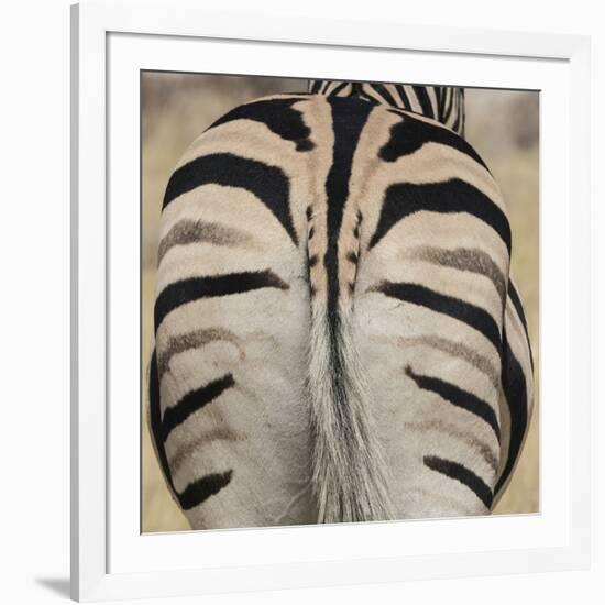 Well-groomed butt end of a Burchell's Zebra, Etosha National Park, Namibia.-Brenda Tharp-Framed Photographic Print