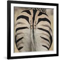 Well-groomed butt end of a Burchell's Zebra, Etosha National Park, Namibia.-Brenda Tharp-Framed Photographic Print