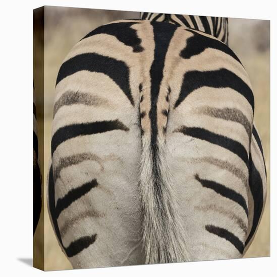 Well-groomed butt end of a Burchell's Zebra, Etosha National Park, Namibia.-Brenda Tharp-Stretched Canvas