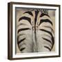 Well-groomed butt end of a Burchell's Zebra, Etosha National Park, Namibia.-Brenda Tharp-Framed Premium Photographic Print