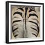 Well-groomed butt end of a Burchell's Zebra, Etosha National Park, Namibia.-Brenda Tharp-Framed Premium Photographic Print