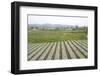 Well-Tended Market Garden, Lembang, Bandung District, Java, Indonesia, Southeast Asia, Asia-Annie Owen-Framed Photographic Print