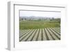 Well-Tended Market Garden, Lembang, Bandung District, Java, Indonesia, Southeast Asia, Asia-Annie Owen-Framed Photographic Print