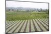 Well-Tended Market Garden, Lembang, Bandung District, Java, Indonesia, Southeast Asia, Asia-Annie Owen-Mounted Photographic Print