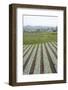 Well-Tended Market Garden, Lembang, Bandung District, Java, Indonesia, Southeast Asia, Asia-Annie Owen-Framed Photographic Print