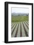 Well-Tended Market Garden, Lembang, Bandung District, Java, Indonesia, Southeast Asia, Asia-Annie Owen-Framed Photographic Print