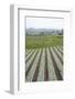 Well-Tended Market Garden, Lembang, Bandung District, Java, Indonesia, Southeast Asia, Asia-Annie Owen-Framed Photographic Print