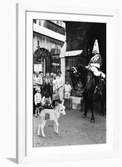 Wellington Barracks at Horse Guards, 1966-Alisdair Macdonald-Framed Photographic Print