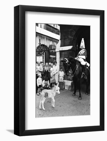 Wellington Barracks at Horse Guards, 1966-Alisdair Macdonald-Framed Photographic Print