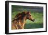 Welsh 004-Bob Langrish-Framed Photographic Print