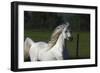 Welsh 016-Bob Langrish-Framed Photographic Print