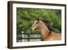 Welsh 022-Bob Langrish-Framed Photographic Print