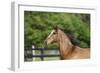 Welsh 022-Bob Langrish-Framed Photographic Print