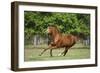 Welsh 027-Bob Langrish-Framed Photographic Print