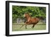 Welsh 027-Bob Langrish-Framed Photographic Print