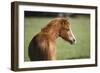 Welsh 031-Bob Langrish-Framed Photographic Print