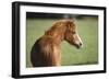 Welsh 031-Bob Langrish-Framed Photographic Print