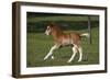 Welsh 034-Bob Langrish-Framed Photographic Print