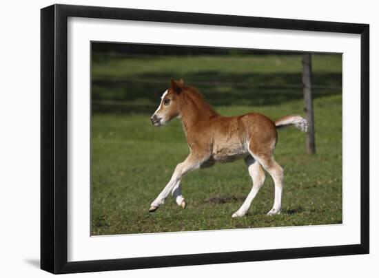 Welsh 034-Bob Langrish-Framed Photographic Print