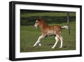 Welsh 034-Bob Langrish-Framed Photographic Print