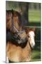 Welsh 035-Bob Langrish-Mounted Photographic Print