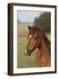 Welsh 036-Bob Langrish-Framed Photographic Print