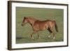 Welsh 038-Bob Langrish-Framed Photographic Print