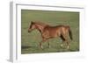 Welsh 038-Bob Langrish-Framed Photographic Print