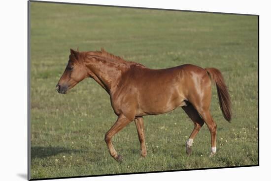 Welsh 038-Bob Langrish-Mounted Photographic Print