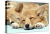 Welsh Corgi Dog (Pembroke), Close-Up Asleep-null-Stretched Canvas