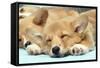 Welsh Corgi Dog (Pembroke), Close-Up Asleep-null-Framed Stretched Canvas